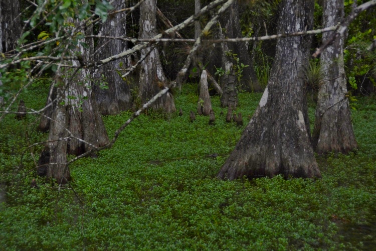 Cypress trees 